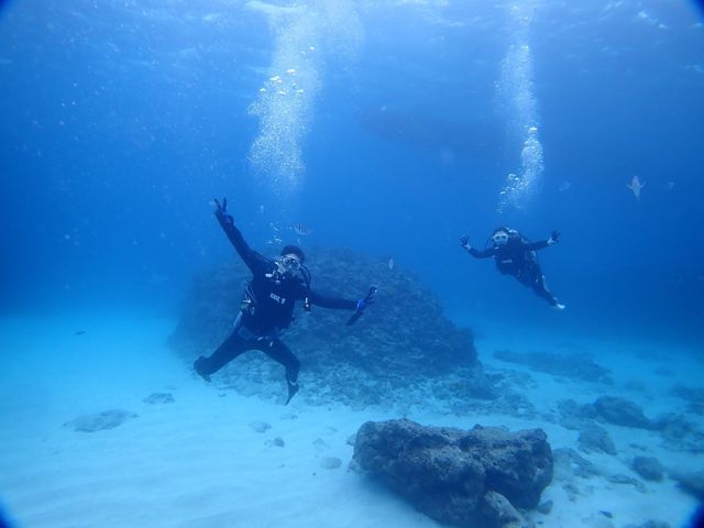 Whale Shark Experience Diving - No License Needed! Includes Boat Fee ◎ A breathtaking experience swi