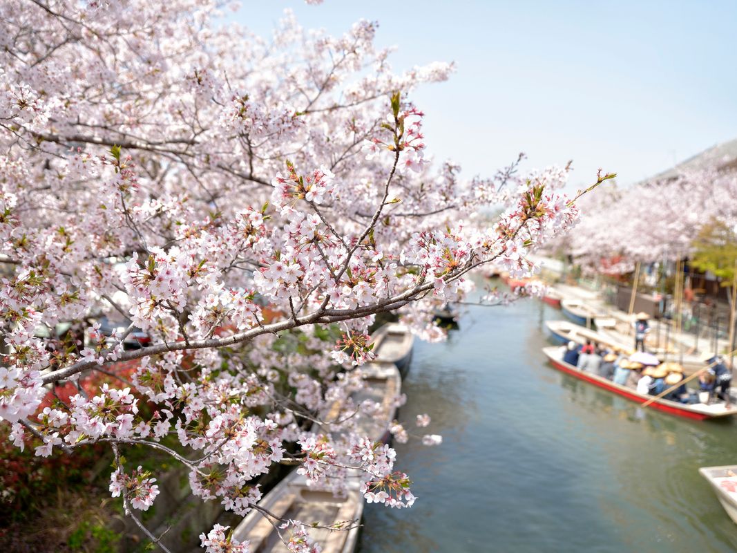 写真：福岡発日帰りバスツアー　イチゴ狩り＋柳川＋恋木神社＋太宰府天満宮　旬のイチゴを60分間食べ放題！＜博多駅 発着＞