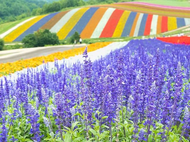 [Jun-Jul] 1 Day Bus Tour: 90 Minutes at Furano’s Lavender Paradise & Biei’s Enchanting Blue Pond