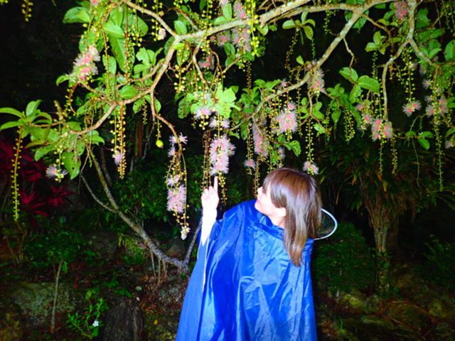 Iriomote Island Night Tour to See the Sagari-bana Flower (June–August)