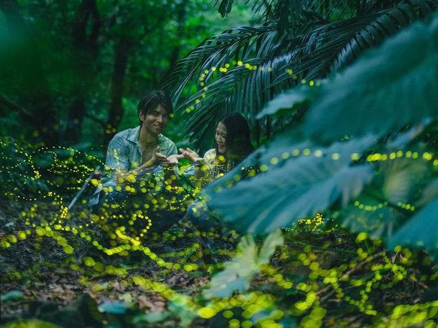 Iriomote Island Firefly Observation Hiking Tour (Approx. 2 hours)