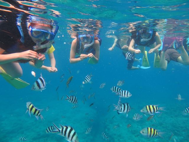 Kerama Half-Day Boat Snorkeling Tour with Fish Feeding & Free Photos