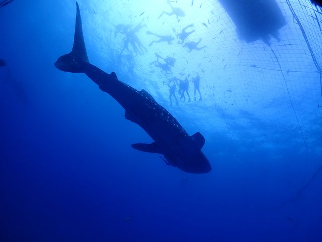 Whale Shark Snorkeling – Swim & Snap Photos with the World's Largest Fish! ＜From Yomitan＞