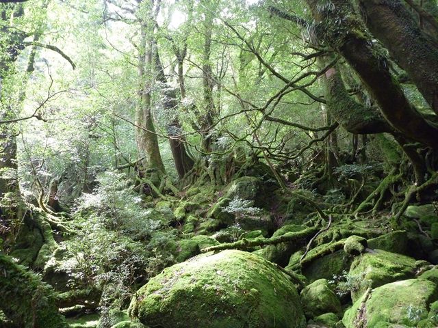 Private One-Day Trekking Tour: Jomon Sugi + Shiratani Unsuikyo (Taikoiwa Rock)