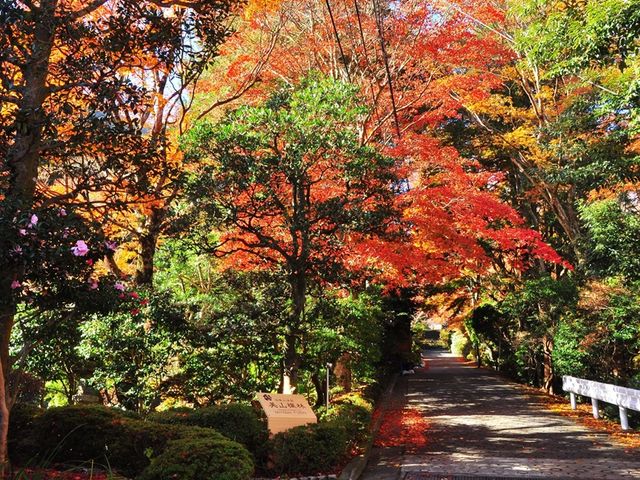 Half Day Mountain Biking Adventure in Hakone < With a local guide >