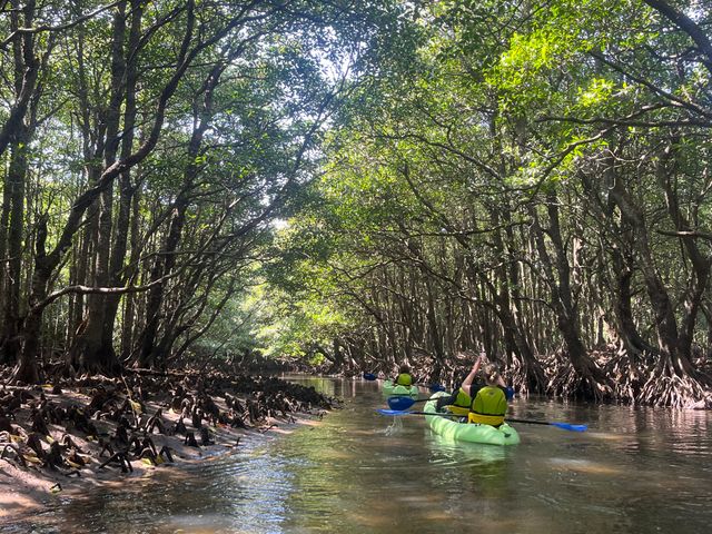 Coola Falls Mangrove Kayak & River Trek Nature Tour with Hotel Pick-up