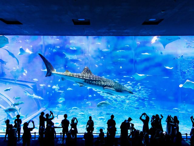 Okinawa Churaumi Aquarium Web Admission Ticket