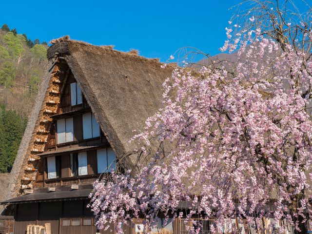 Shirakawa-go 1-Day Guided Tour with Hirayu Great Falls Hike and Hot Spring Visit