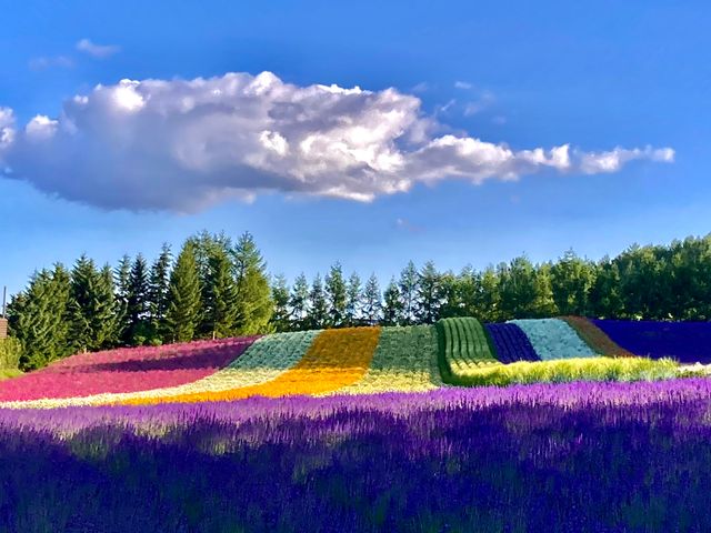 2-Day Furano Lavender, Biei Blue Pond, Shikisai Hill & Asahiyama Zoo Tour [Departure from Sapporo]