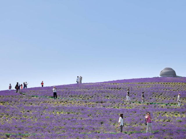 [SPOT sightseeing tour｜4 hour] Lavender Blooming Short Tour within Sapporo! ONLY in JULY