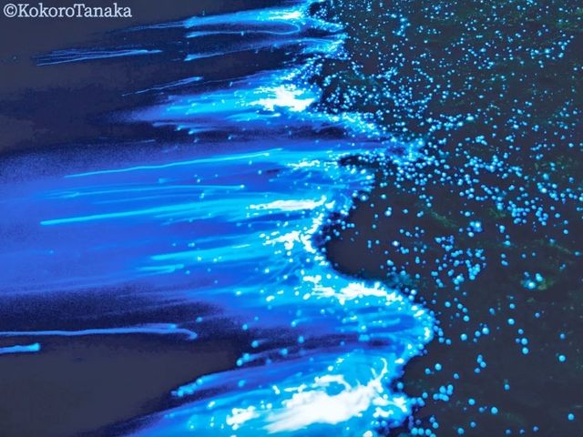 Magical Blue Light Awaji Island Sea Firefly Watching Tour
